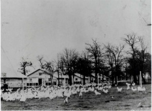Before becoming a college, the land encompassing NE Campus was a wooded area that also housed a chicken farm. Photo courtesy TCC Archives