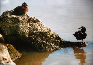 Male and female wood ducks on the Alaskan Yukon.  Photo by Taurence Williams/The Collegian