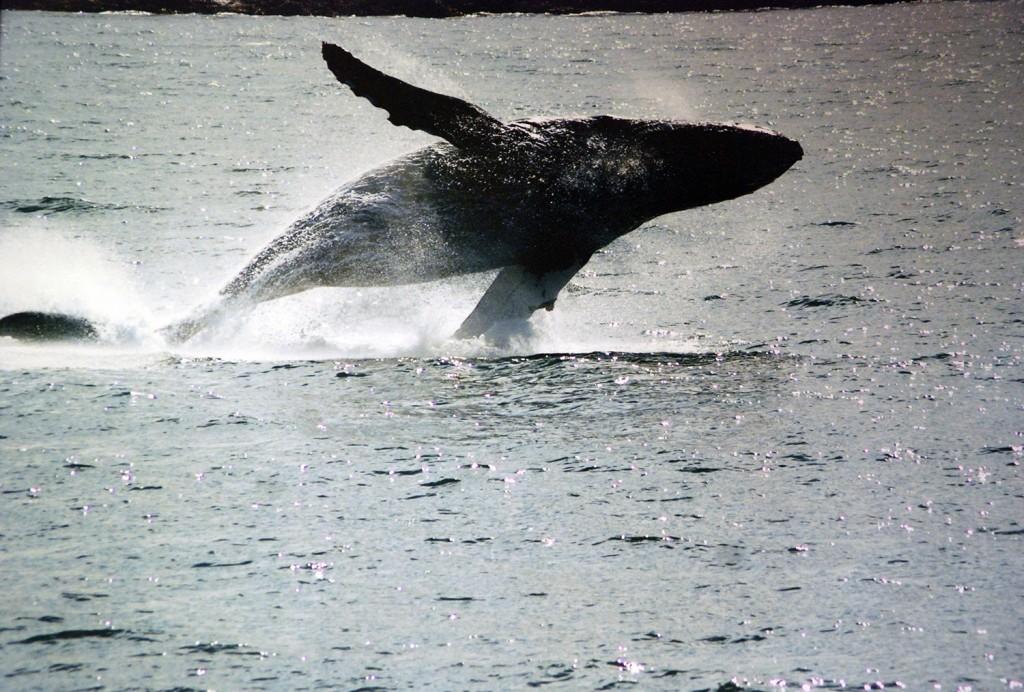 A+humpback+whale+breaching+on+the+waters+of+the+Northern+inside+passage+outside+of+Juneau.
