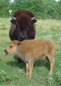 A buffalo with its calf  Photo courtesy Fort Worth Nature Center