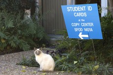 With the feral cat population on the rise, South Campus’ faculty and staff are coming together to find an effective way to keep the population under control. Bogdan Sierra Miranda/The Collegian