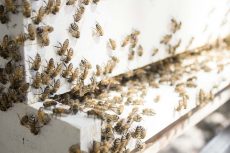 The campus houses approximately 60,000 bees away from the main campus building in an effort to save the rapidly diminishing population that also play a vital role in ecosystems. Bogdan Sierra Miranda/The Collegian