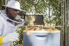 Lawson checks mesh by mesh to make sure the bees are staying healthy and to see if they are multiplying. He said the SE Campus hive currently has around 60,000 bees.
