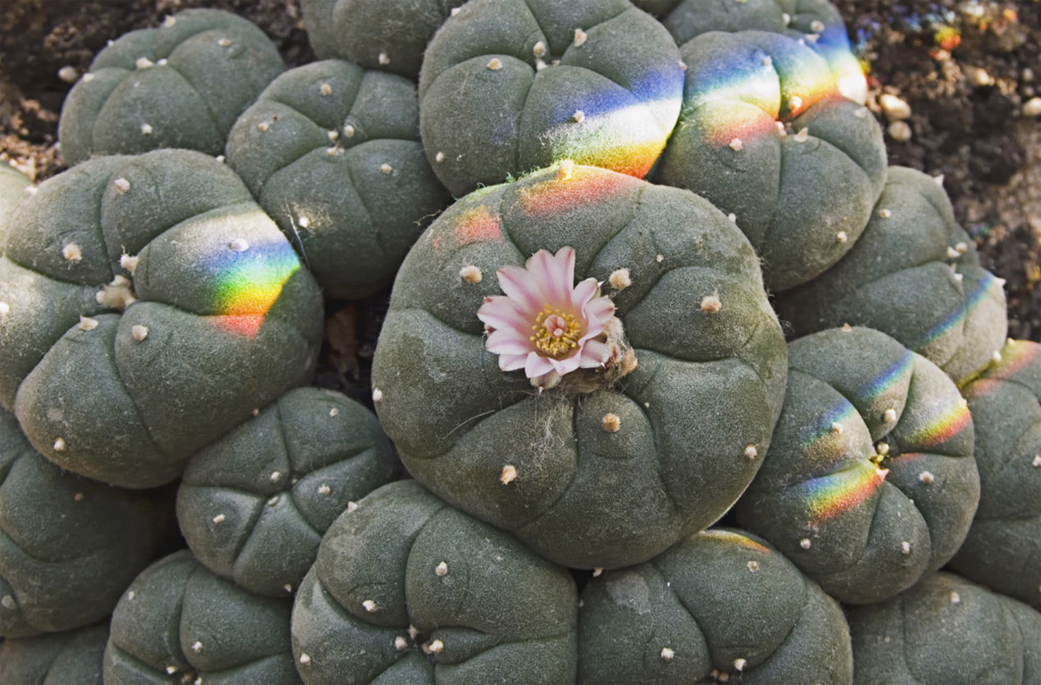 Texas Christian University lecturer Lisa Barnett has studied the implications of peyote use in certain Native American religious ceremonies.