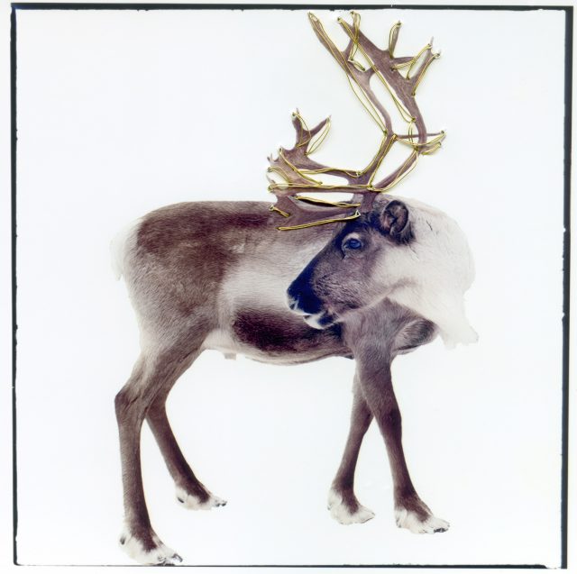 A reindeer. North of Lapland, Finland, Di Bagio