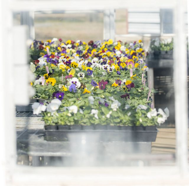 Students in the NW horticulture program are using existing greenhouses to grow a number of flowers. 