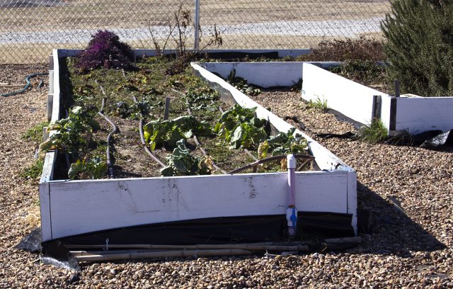 SE students can rent a plot in the campus’ community garden for $30 a semester and help provide food for $5 lunches the SE culinary program helps make for students.