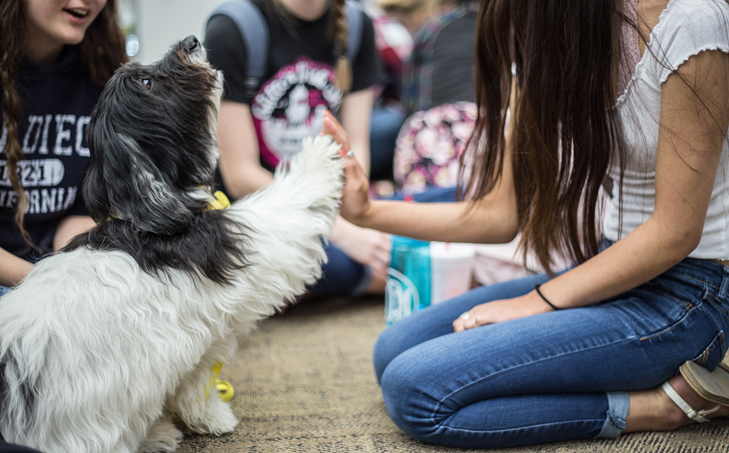 Mandie the dog high-fives NE student Nikki Bellinger during NE Campus’ Paws for Finals event April 30 in the campus’ library. Paws Across Texas Incorporated provided the therapy dogs for the students to relax as they prepare for finals. See more photos on page 7.