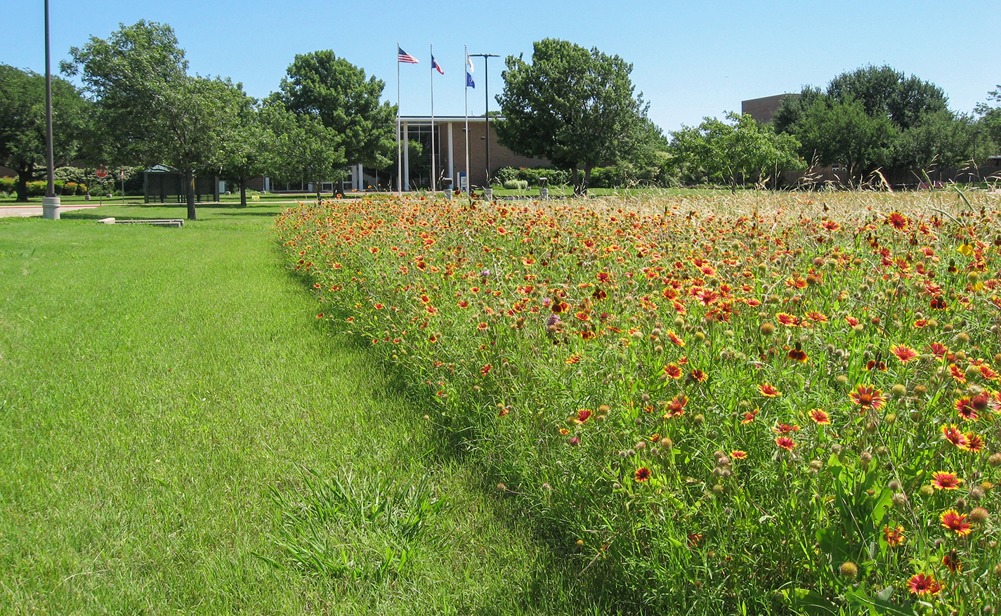 South Campus wants to set aside land to preserve monarch butterflies. The Ecosystem Project is taking steps toward the goal by starting an action group and planting milkweed.