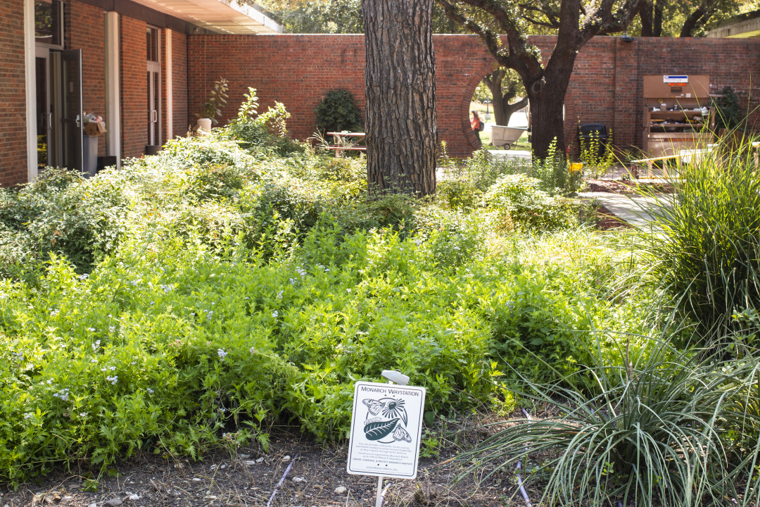 Preservation areas are set up around South Campus in the migratory path of monarch butterflies to provide a shelter to help fight the decline of this endangered species.