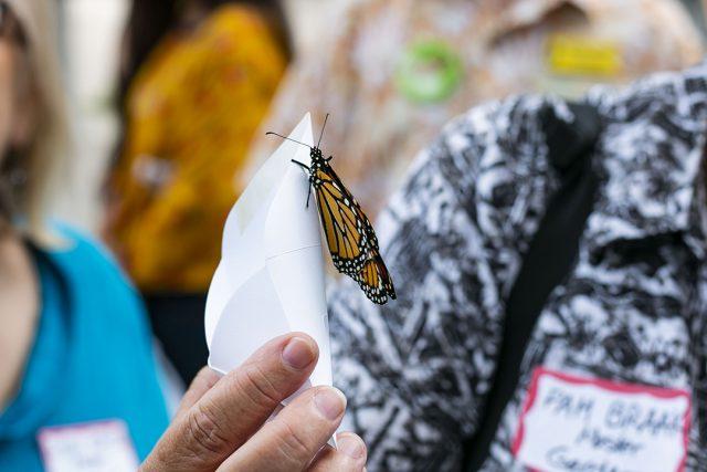 Following+the+Tarrant+County+mayors+summit%2C+attendees+were+given+envelopes+with+a+monarch+butterfly+in+it+to+release+Sept.+20+on+South.+The+butterflies+are+a+new+generation+of+the+endangered+species.