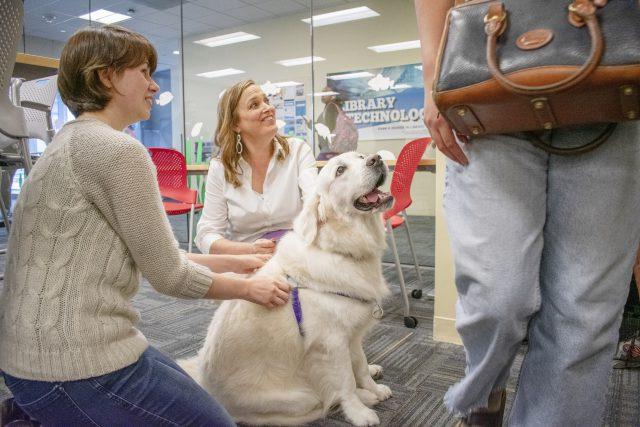 Photos by Christian Garza/The Collegian
Registered therapy dog Keeley LouAnn looks at students during the TheraPaws event in the TR library. Pet Partners is a company that has volunteers visit TR once a month.