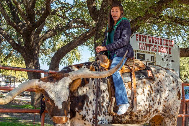 Rocio Kuba is in shock when riding a steer when visiting the Fort Worth Herd Cattle Drive during their visit to America Feb. 14. Photos by Johnathan Johnson/The Collegian