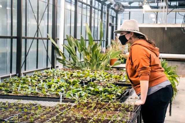 Photos by Azul Sordo/The Collegian
NW student Ardem Maynard inspects the tray of plants, evaluating their losses after the winter storm in February. The greenhouse is a staple of the science building. 