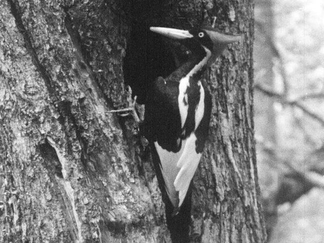 Image of the ivory-billed woodpecker