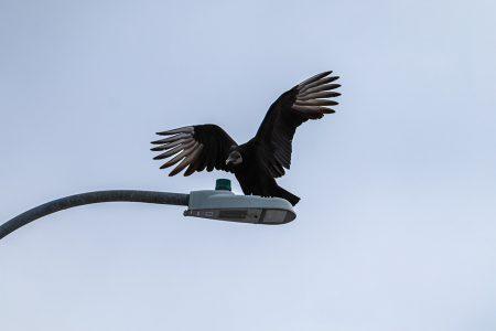 A black vulture expands its wings as it perches on top of a lamppost near SE Campus in Arlington after the snowstorm had passed Feb. 4. Alex Hoben/The Collegian