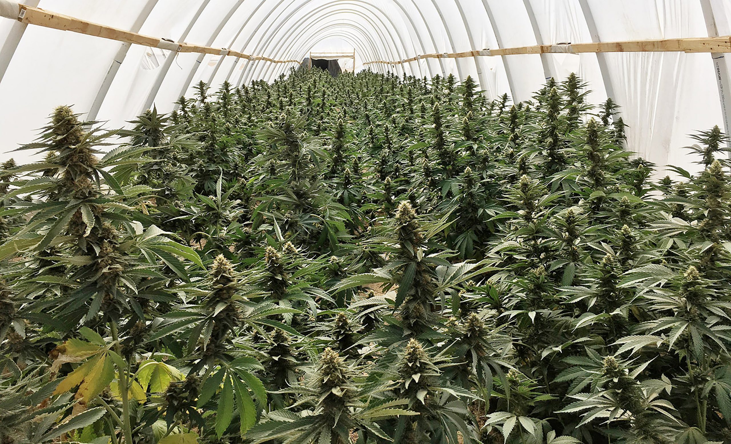 A June 8 photo from the Los Angeles County Sheriff’s Department, shows marijuana plants inside an illegal grow operation in the Antelope Valley. (L.A. County Sheriff’s Department/TNS)