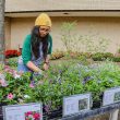 NW Horticulture student Jamie Monego helping sell plants during the NW plant sale. She was in charge of the annual plants. Alex Hoben/The Collegian