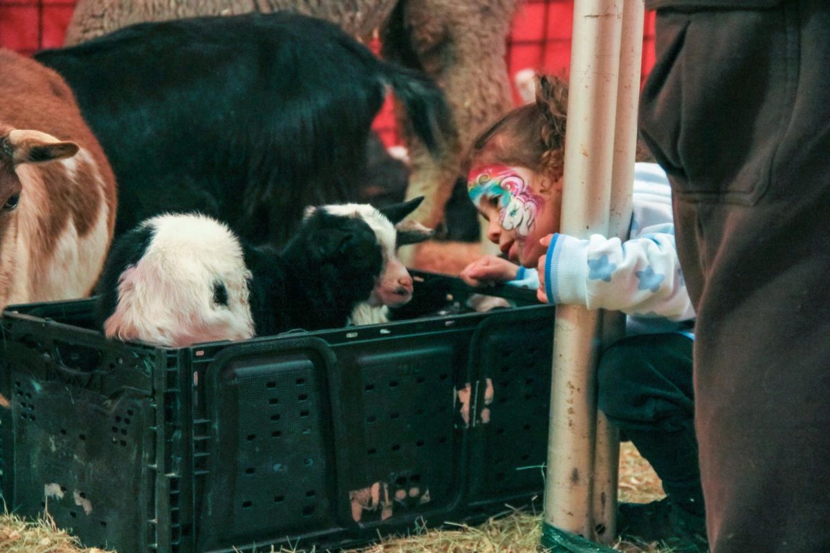 Emory Young crouches close to get a look at the baby goats in a crate in the Stock Show petting zoos. The animals are apart of Westland Ranch.