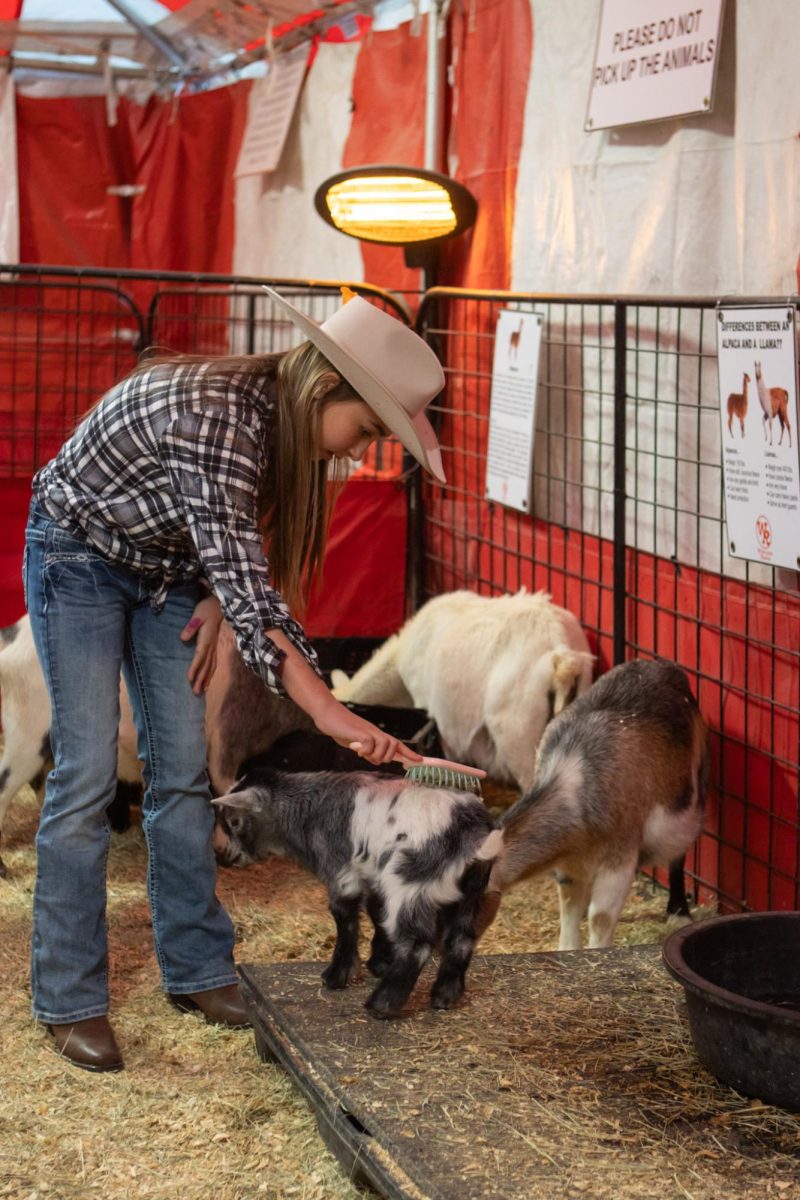 Sierra Stratton, in her McKinney Hat Co. cowboy hat, bends down to brush a baby goat at the Westland Ranch’s Petting Zoo.