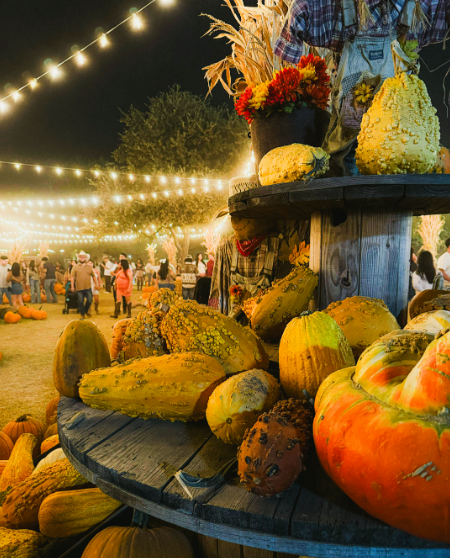 Pumpkins for sale in the middle of the farm for guests to browse.