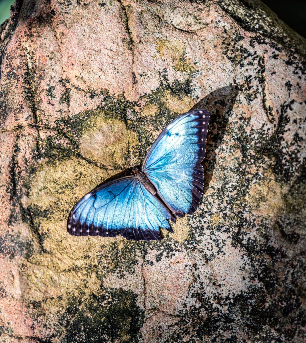 A blue morpho butterfly sunbathes on a rock in the Fort Worth rainforest conservatory.