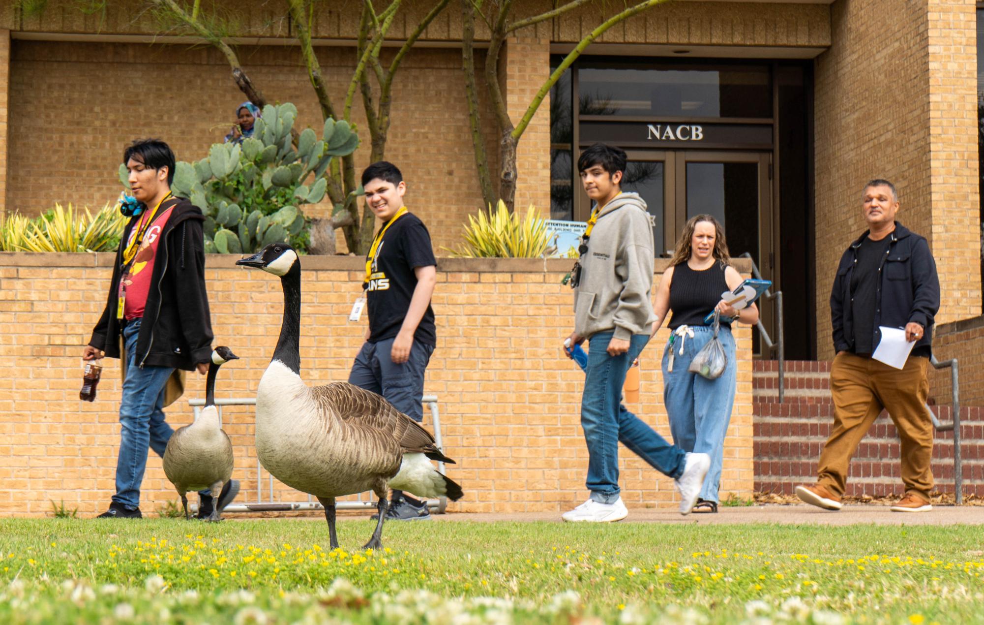 Geese build nest, family on campus – The Collegian
