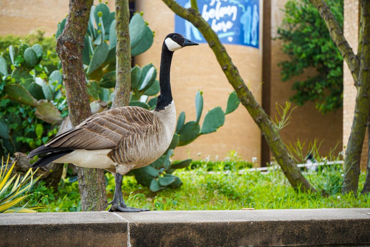 Geese build nest, family on campus – The Collegian