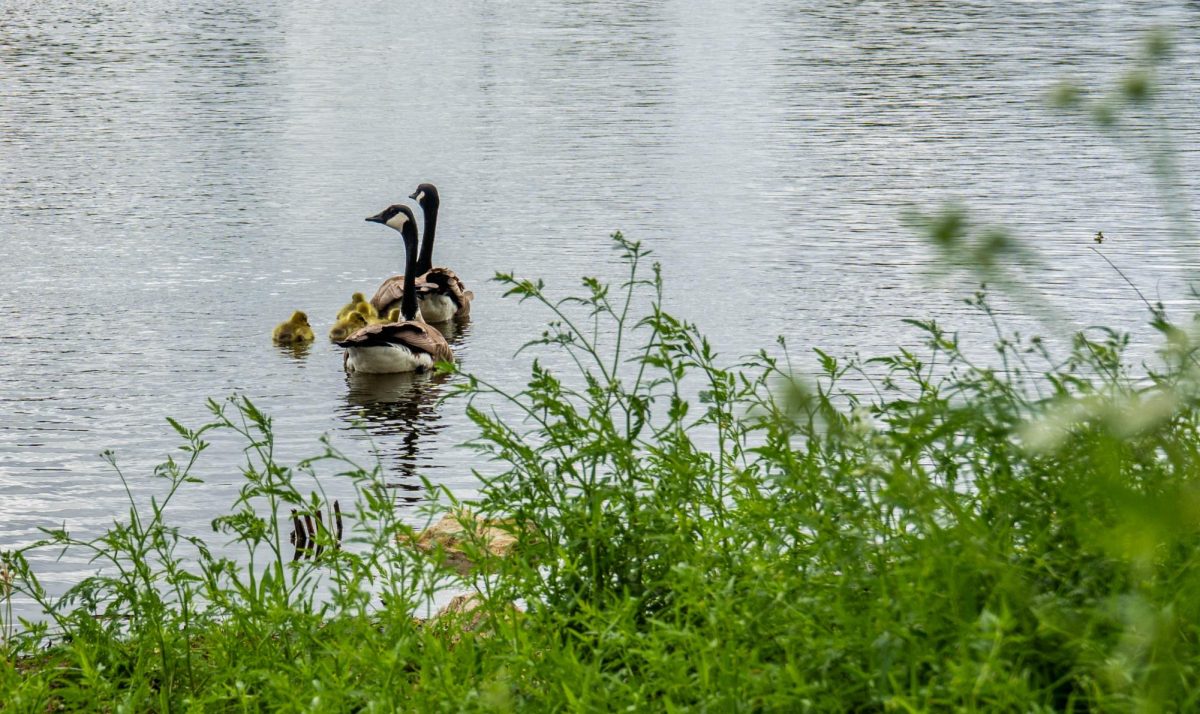 Canadian geese go swimming with their baby goslings on NE Campus lake by West Harwood Rd on April 13.