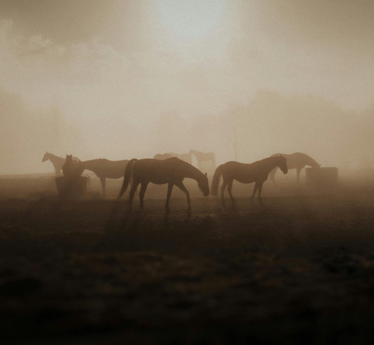 Government must put an end to slaughter of wild horses